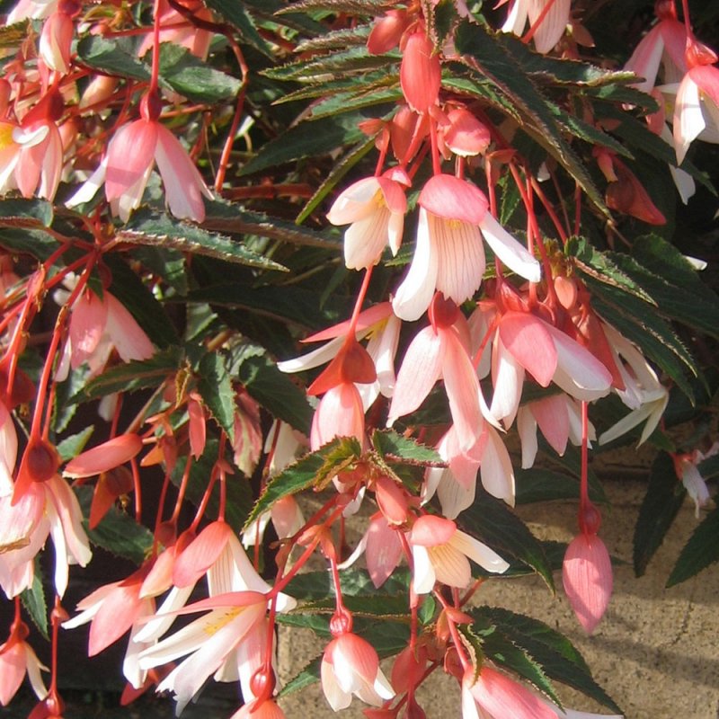 Begonia summerwing white/chardonnay