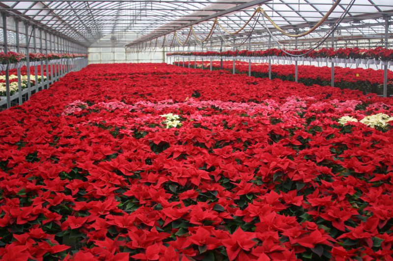 Poinsettie stelle di natale vaso