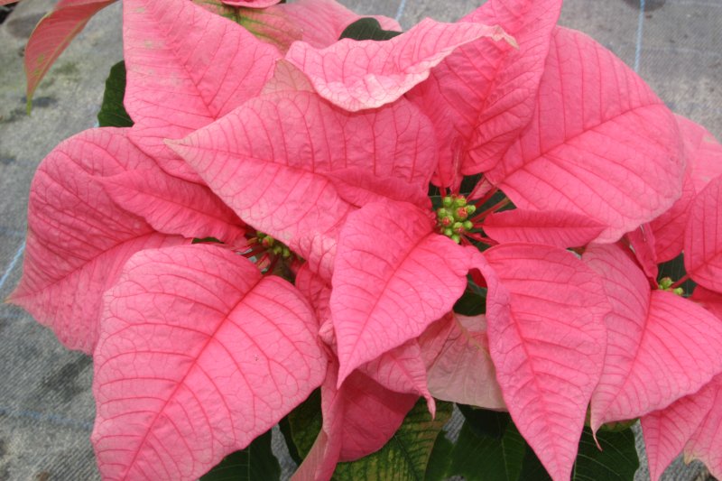 Poinsettia rosa