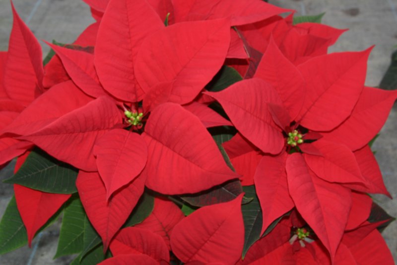 Poinsettia rossa