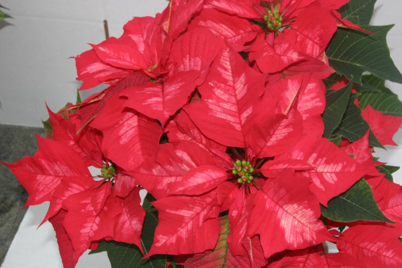 Poinsettia ice punch 
