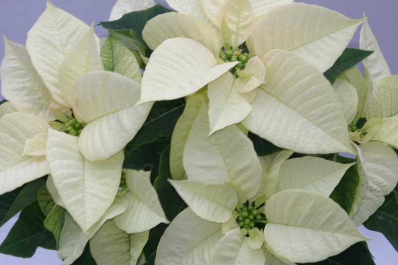 Poinsettia bianca