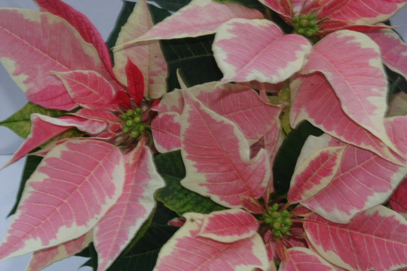 Poinsettia marbella 