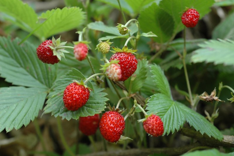 Fragola di bosco