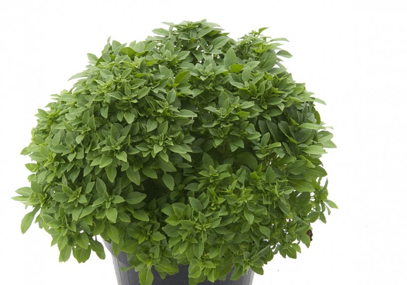 Basilico greco