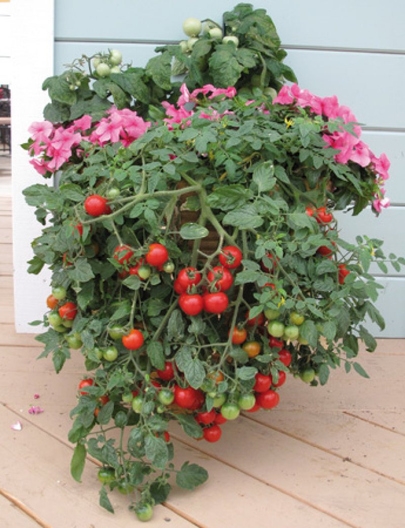 Pomodoro tubling ricadente red