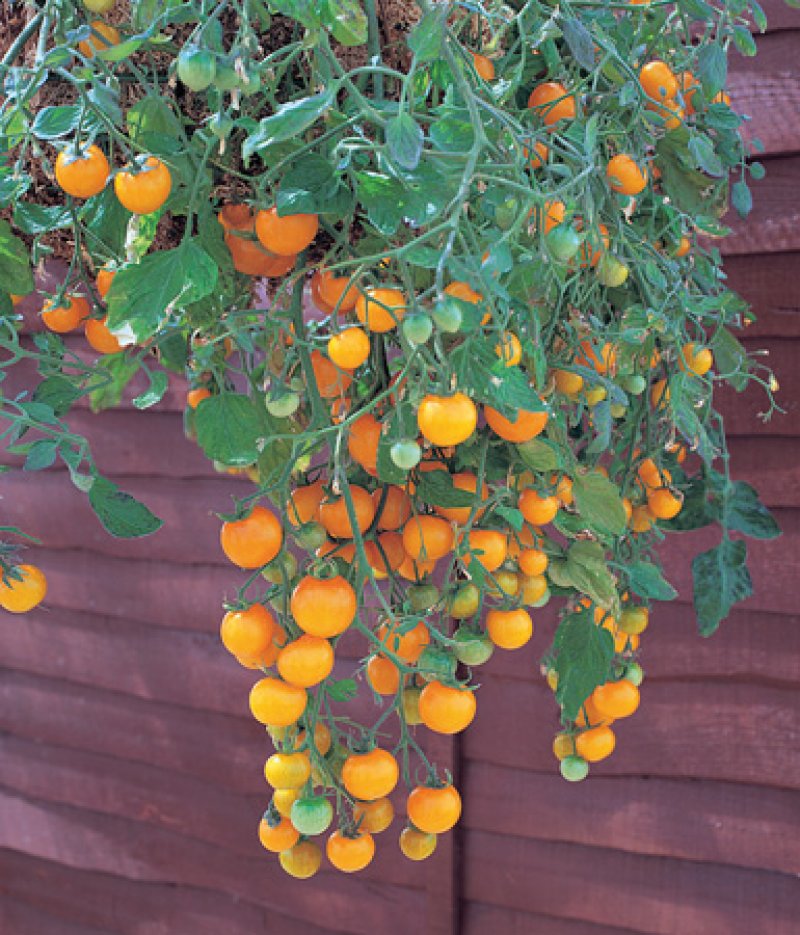Pomodoro tubling ricadente giallo