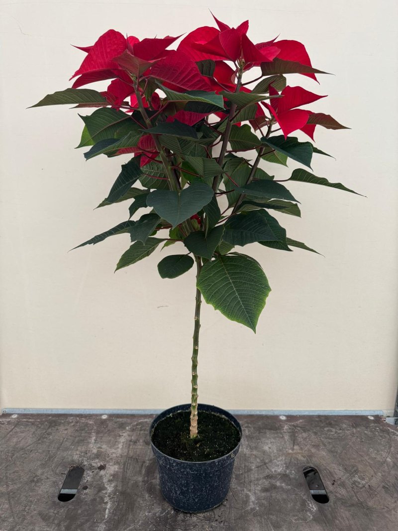 POINSETTIE 