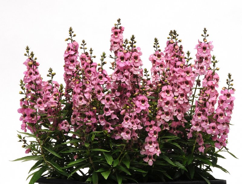 Angelonia 
