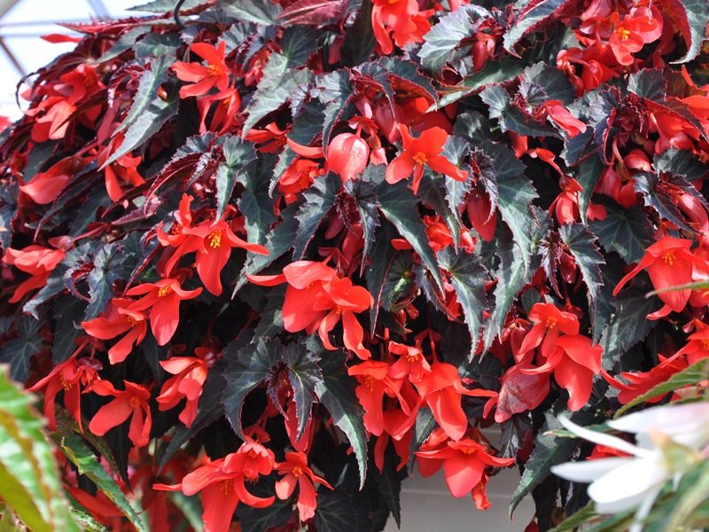 Begonia summerwing dark red
