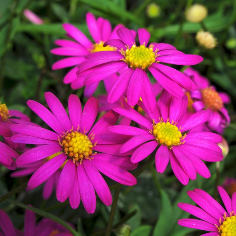 Brachyschome Magenta 