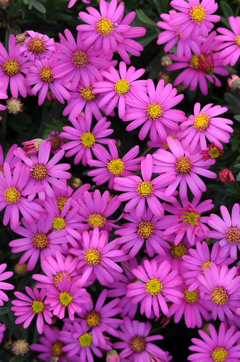 BRACHYSCOME