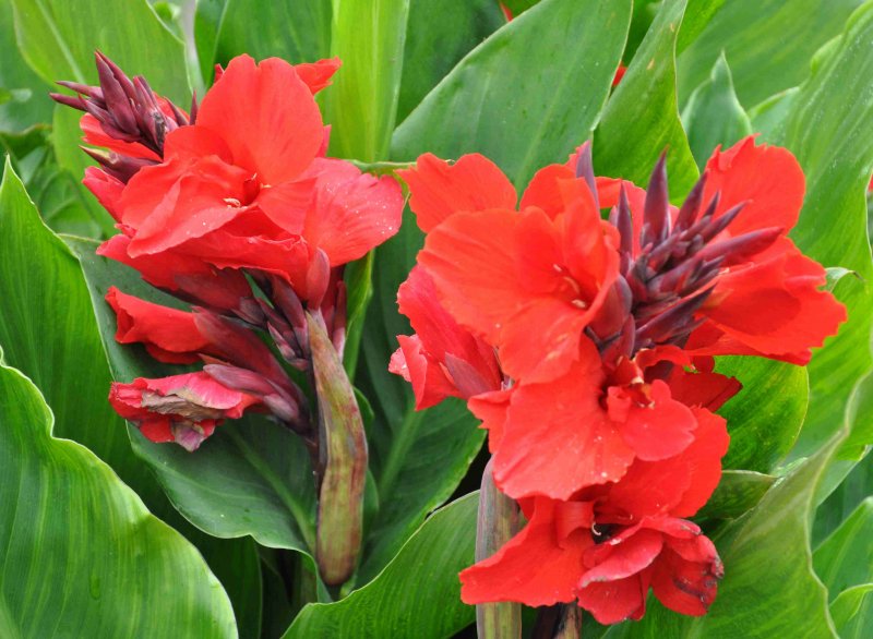 Canna indica