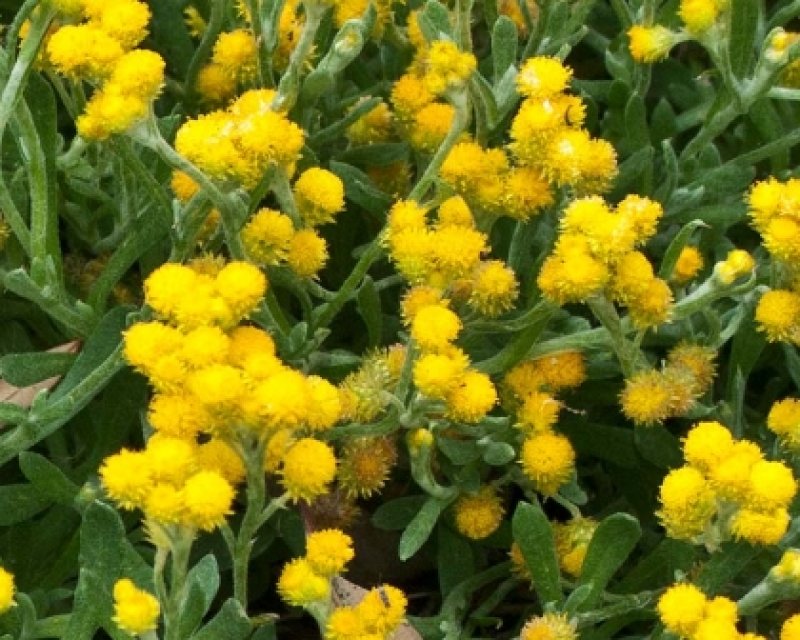 Chrysocephalus