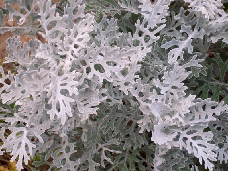 Cineraria Marittima