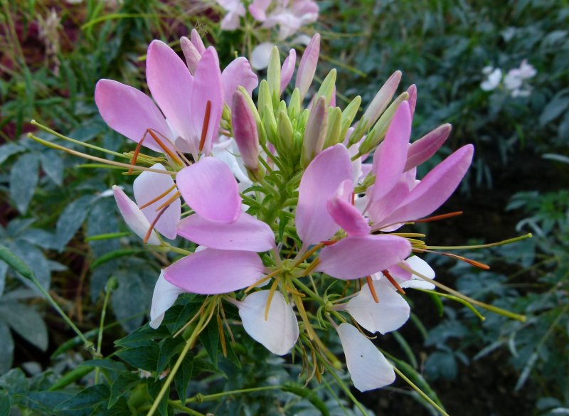 Cleome