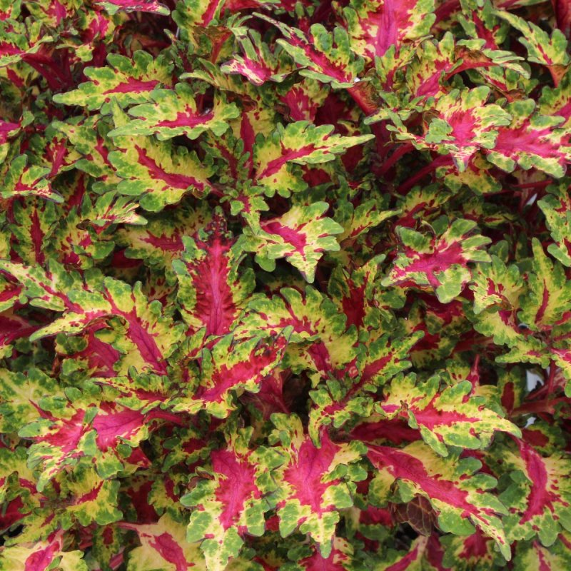 Coleus globetrotters