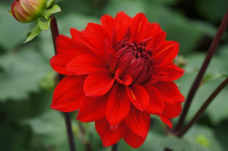 Dahlia nana
