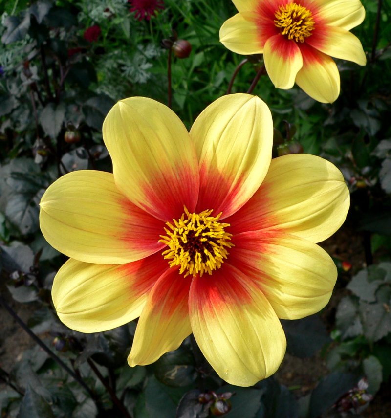 Dahlia fiore semplice foglia scura