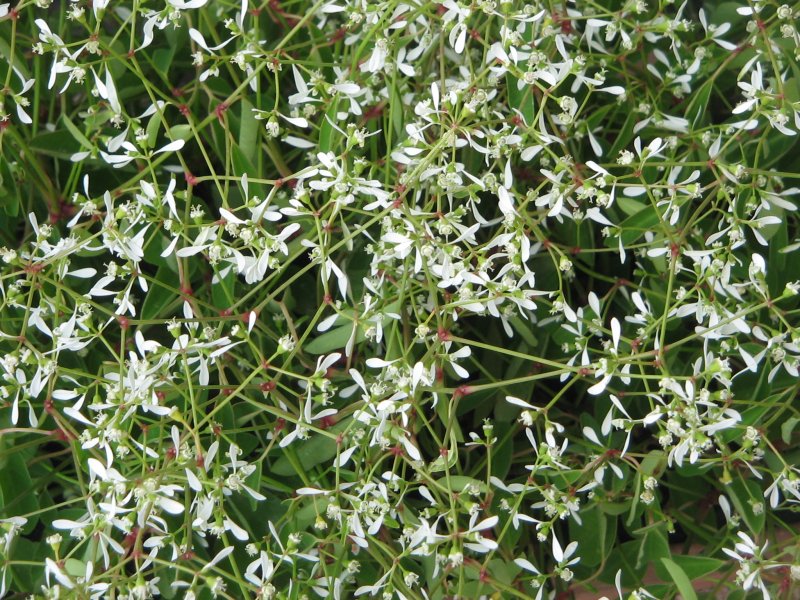 Euphorbia diamond frost