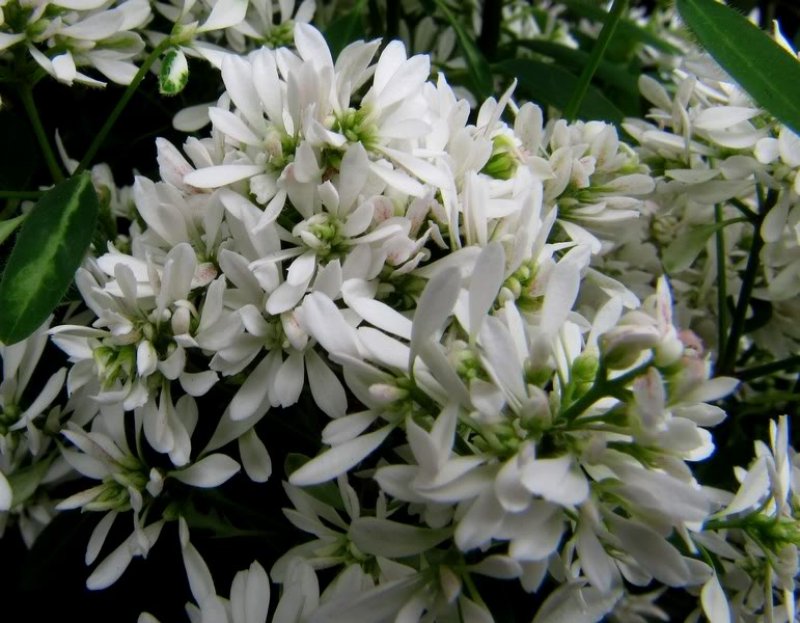 Euphorbia diamond fizz/star fiore doppio