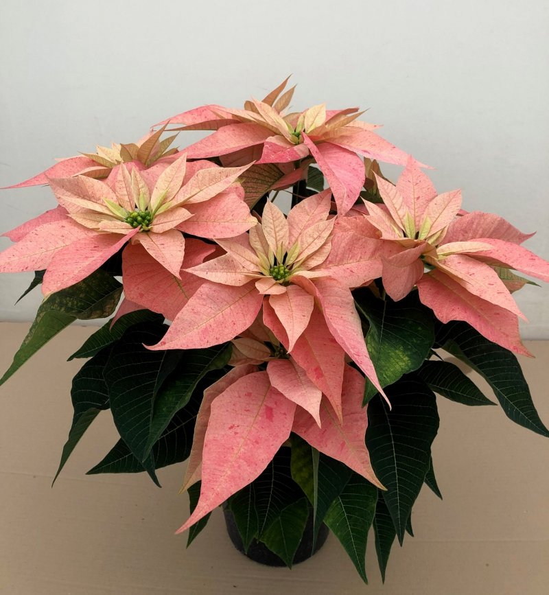 Poinsettia Giulia