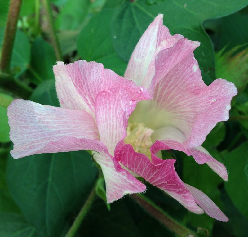 Cotone Gossypium 