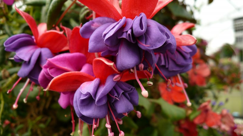 Fuchsia blue eyes