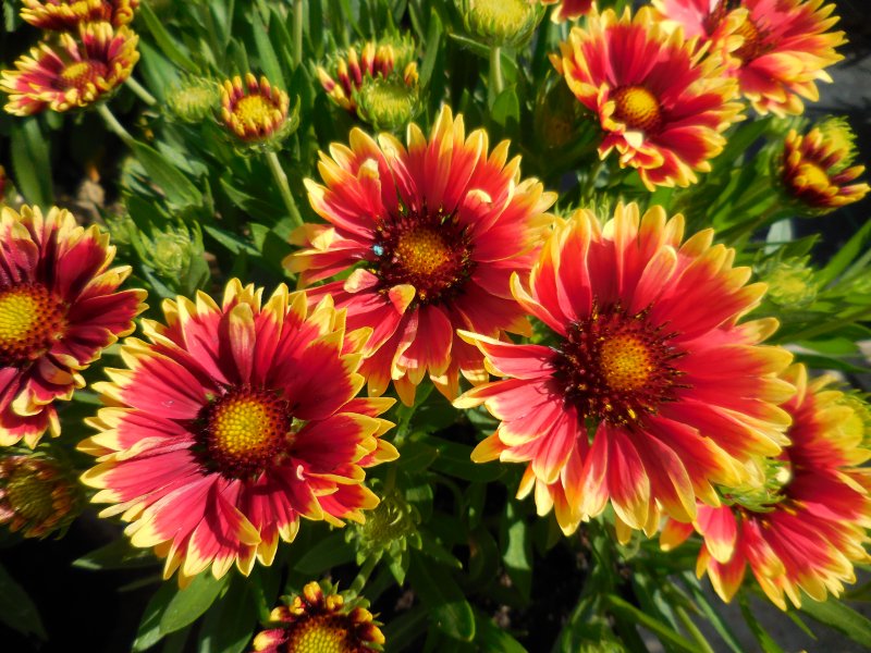 Gaillardia