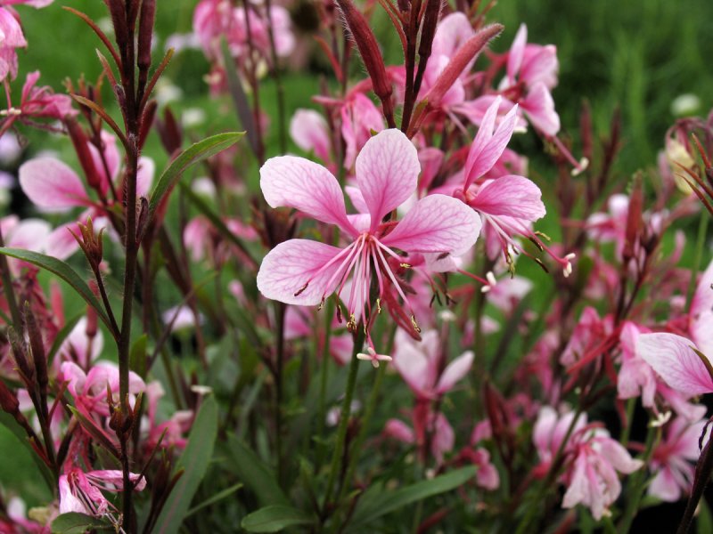 Gaura