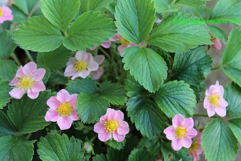 fragola fiore rosa