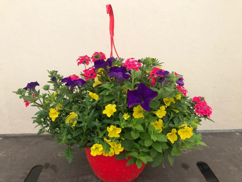 Basket Expò Rosso - calibrachoa petunia verbena