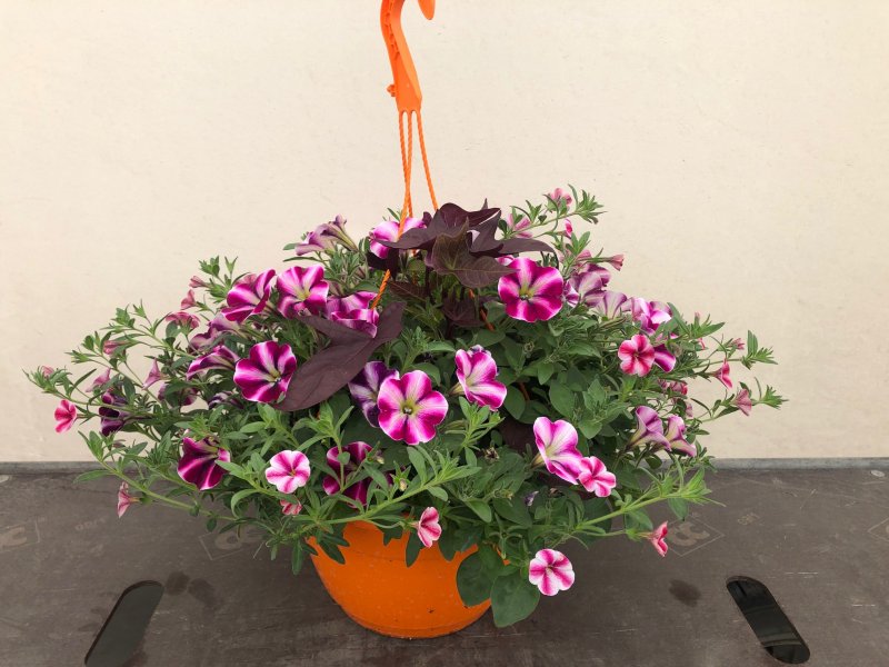 Basket Expò Arancio - calibrachoa petunia ipomea 