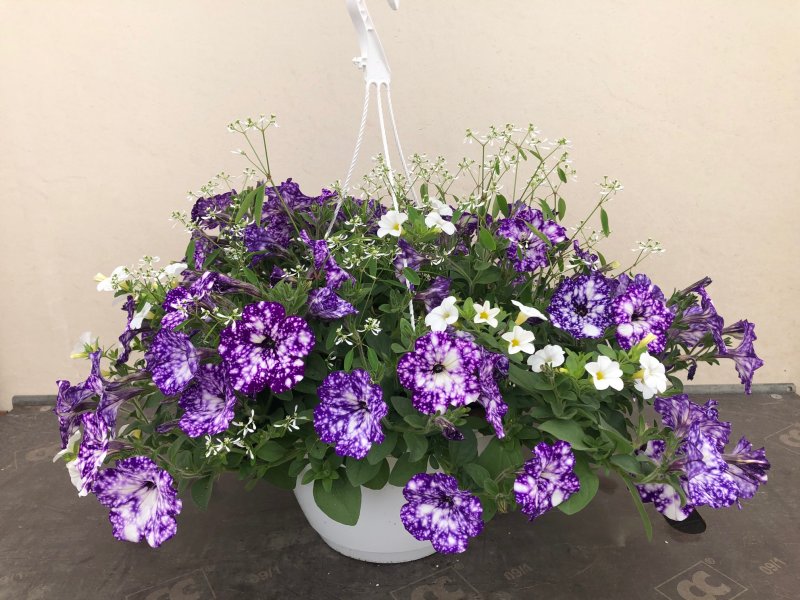 Basket Expò Bianco - calibrachoa euphorbia petunia