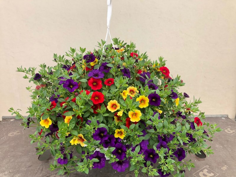 Basket Expò Bianco - calibrachoa