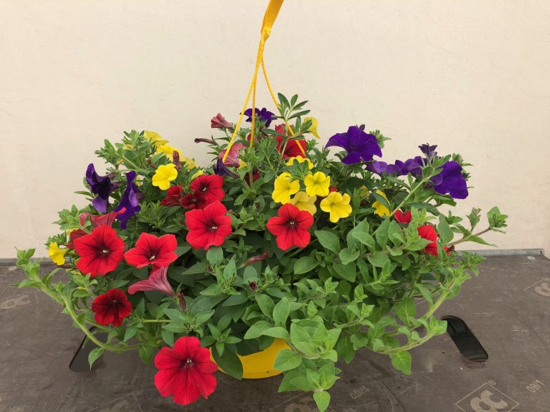 Basket Expò Giallo - calibrachoa petunia