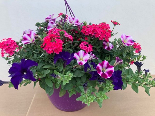 Basket Expò Viola - petunia verbena
