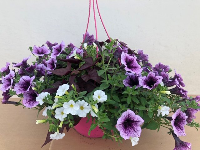 Basket Expò Rosa - petunia calibrachoa ipomea