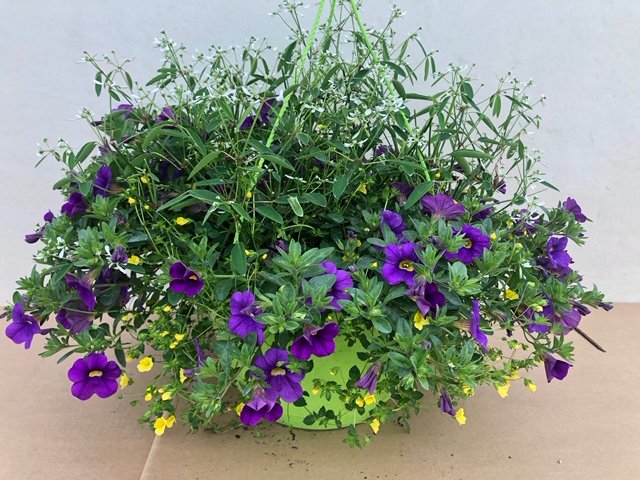 Basket Expò Verde - mecardonia calibrachoa euphorbia