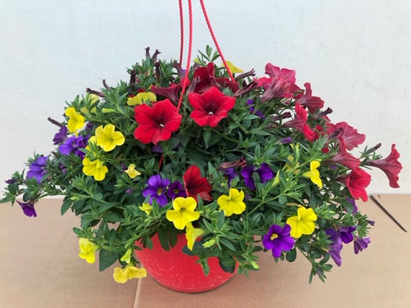 BASKET Exp&ograve; Rosso - calibrachoa petunia  