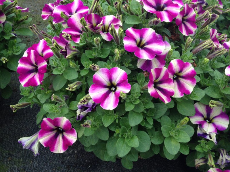 petunia ricadente 