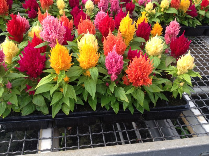 Celosia Plumosa