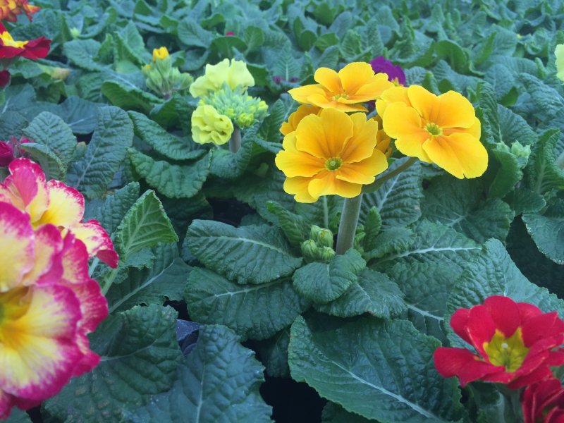 Primula elatior