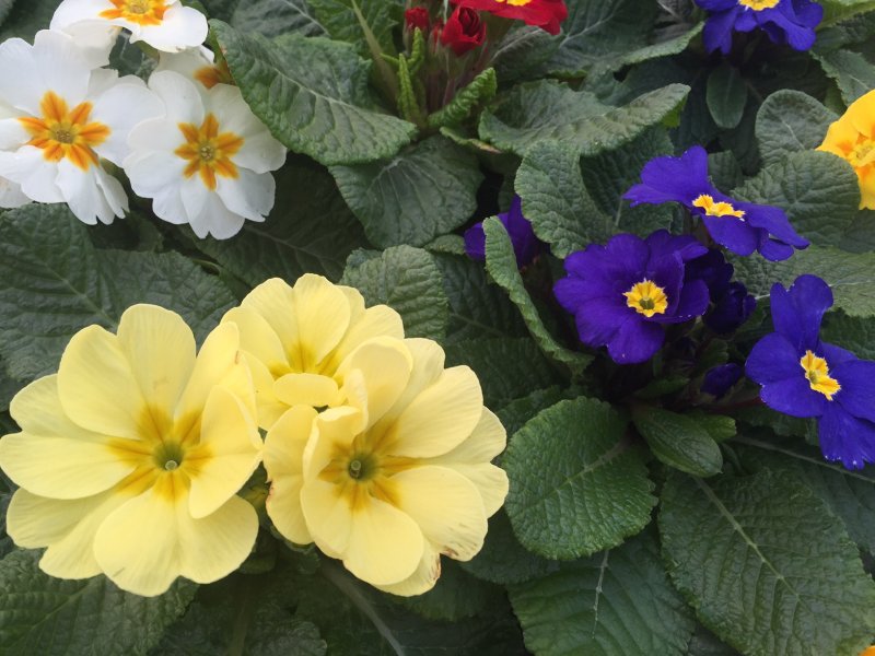 Primula
