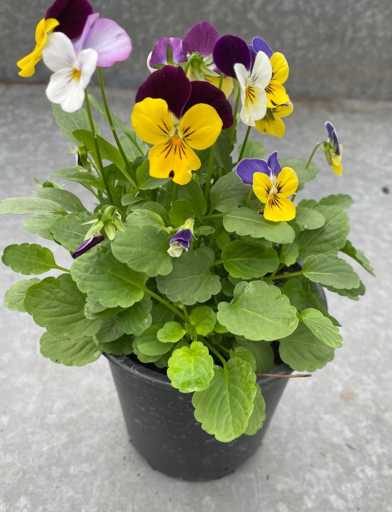 viola cornuta bicolore quater vaso 14