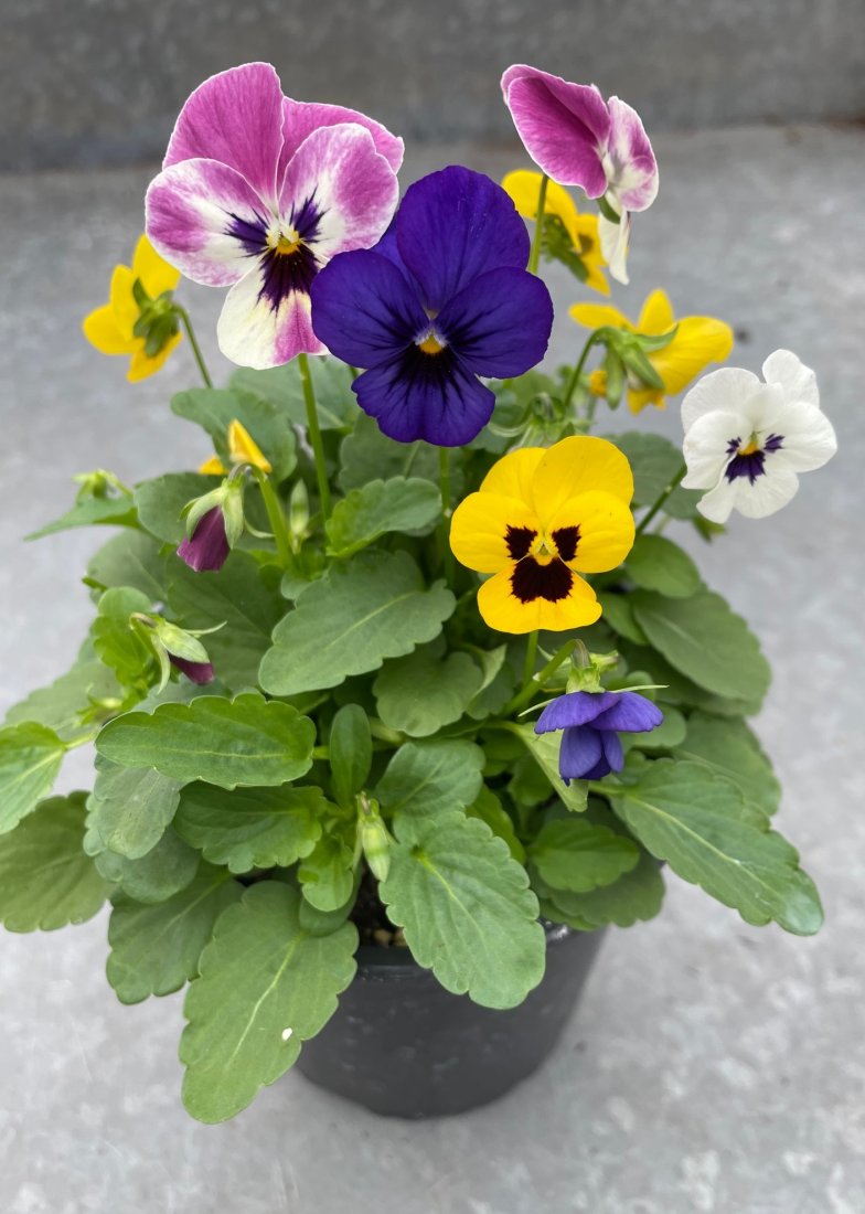 viola cornuta c/occhio quater vaso 14