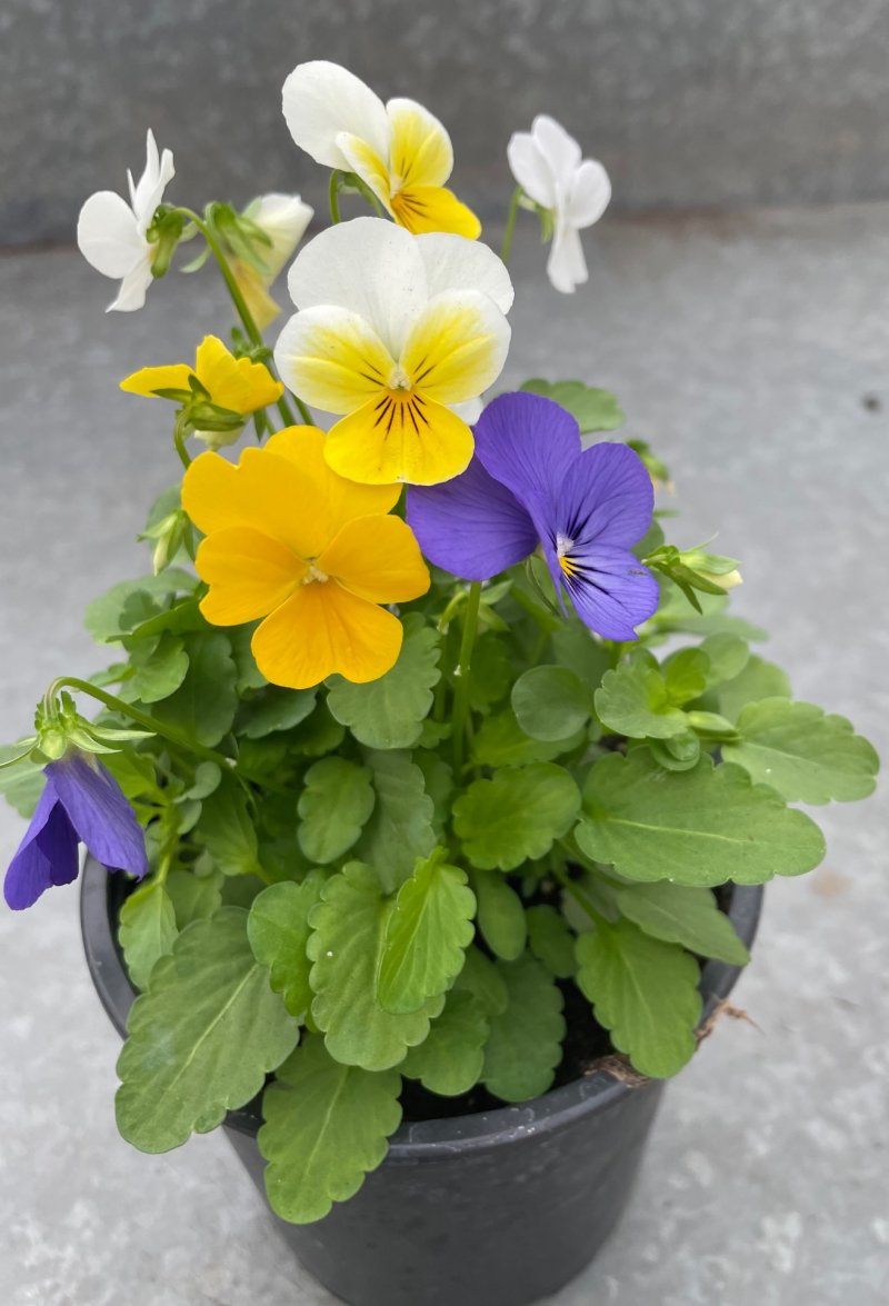 viola cornuta trix colori puri vaso 14