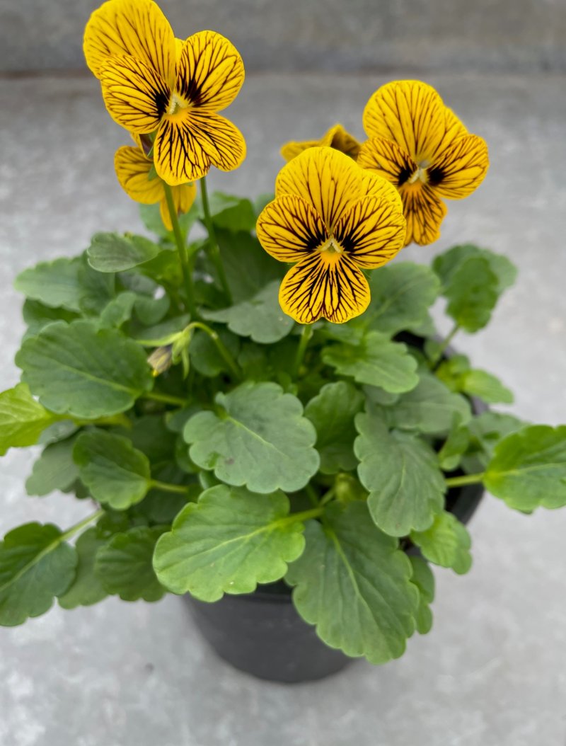 viola cornuta tiger vaso 14