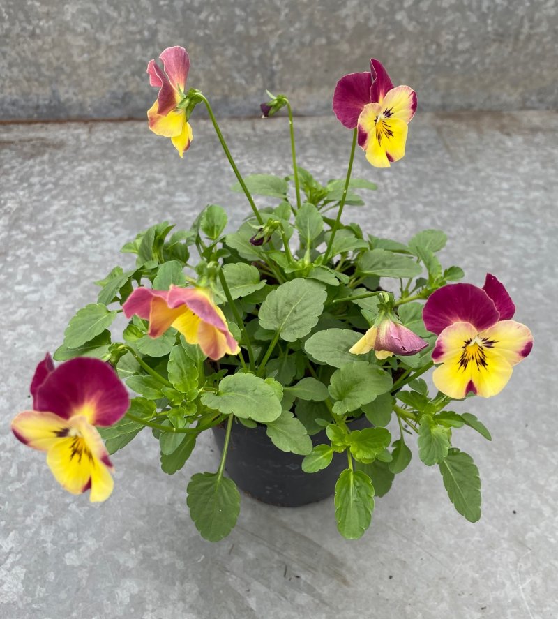 viola ricadente vaso 14