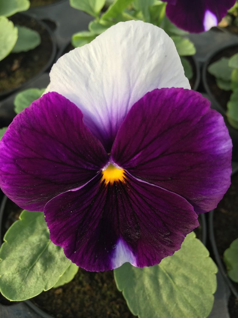 Viola del pensiero beaconsfield